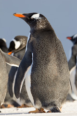 Gentoo Penguin (Pygoscelis papua) in colony. Falkland Islands.