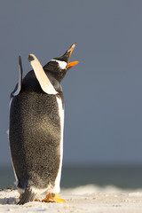 Gentoo Penguin stretching (Pygoscelis papua) Falkland Islands.