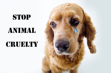 Cute sad English Cocker Spaniel puppy in front of a white background with tear sketch and stop animal cruelty sign