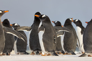 Tagged Gentoo Penguin in colony on beach