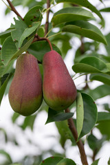 pear