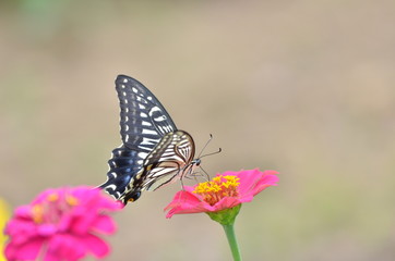 Fototapeta na wymiar アゲハ蝶とジニアの花