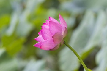Lotus Flower