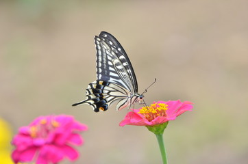 Fototapeta na wymiar アゲハ蝶とジニアの花
