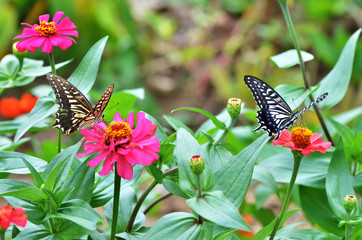 アゲハ蝶とジニアの花