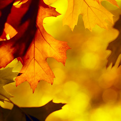 autumn  leaf