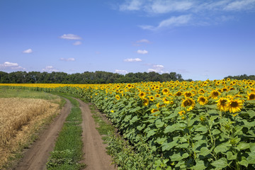 Fototapeta na wymiar Field of blooming sunflowers