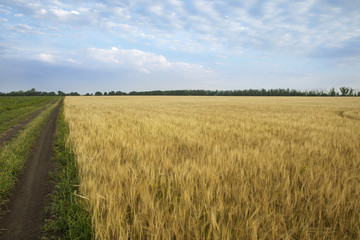 idealistic summer landscape