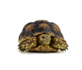 turtle isolated on white background
