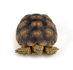 turtle isolated on white background