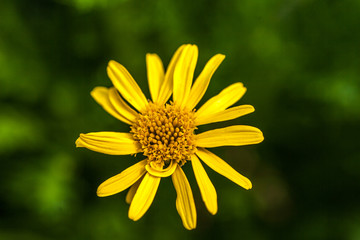 Chinesische Blüten