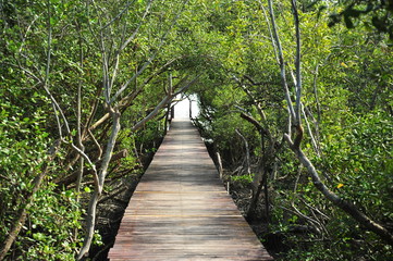Wooden Pathway in Mangrove Forests