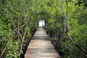 Obraz premium Wooden Pathway in Mangrove Forests
