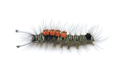 caterpillar isolated on a white background