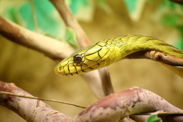 Kopf der grünen Mamba