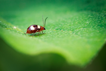 ladybug