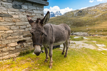 cute donkey eating grass in mountain landscape