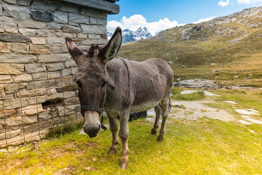 cute donkey eating grass in mountain landscape