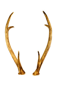 Deer horns isolated on the white background.