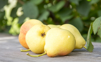 Yellow ripe pear lie on a wooden table