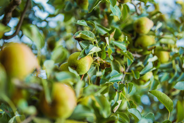 Pears on the tree