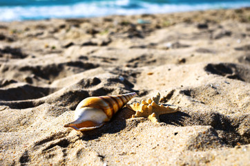 sea shells with sand as background