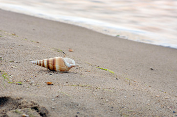 sea shells with sand as background
