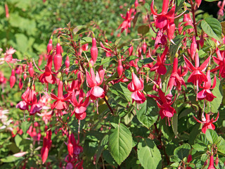 Fototapeta premium Fuchsien - Fuchsia