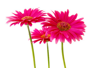 Three Pink Gerbera flowers