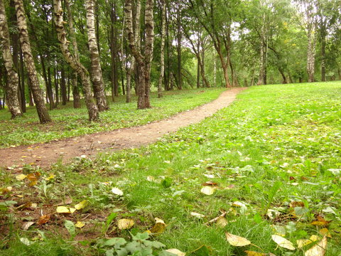Тропинка в парке, деревья и трава и желтые листья вокруг