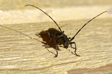 Sawyer beetle