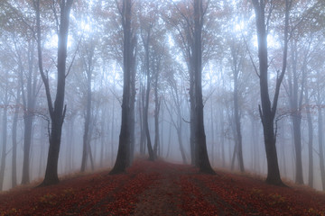 Mysterious fog in forest during Halloween 
