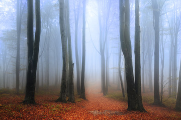 Halloween foggy forest