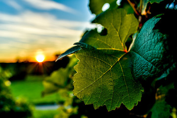 Fig leaf at sunset