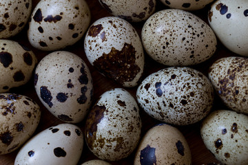 Obraz premium quail eggs