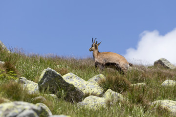 Chamois in the Wilderness of Slovakia Mountains Low Tatras