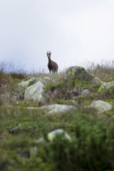 Chamois in the Wilderness of Slovakia Mountains Low Tatras