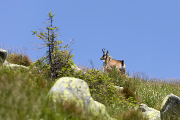 Chamois in the Wilderness of Slovakia Mountains Low Tatras