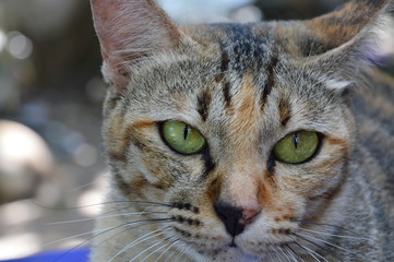 cat face close up in the garden
