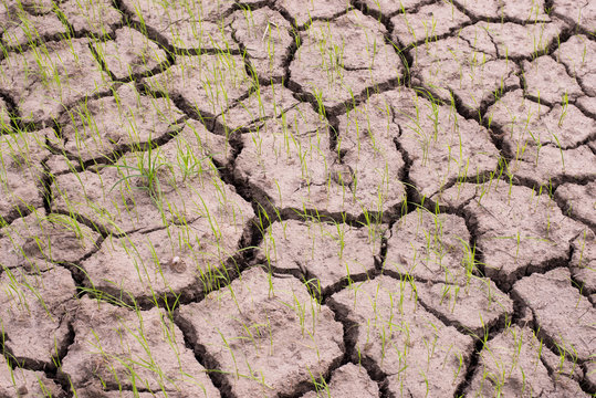 Summer dry ground