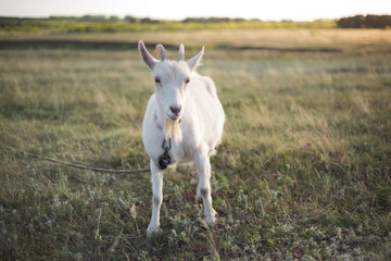 White Goat in the Meadow