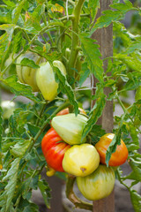 Tomatoes growing in garden on sunny day