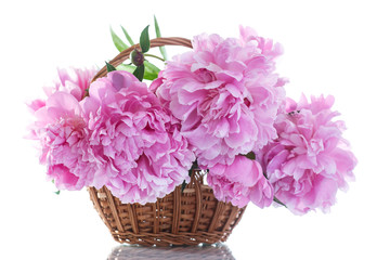 beautiful pink peonies