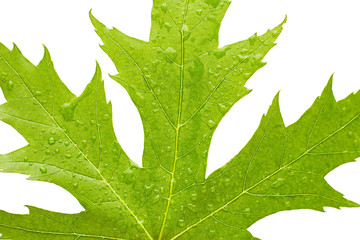Green leaf with drops of water