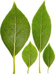 Set of green leaves