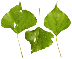 Poplar leaves