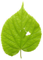 Green leaf