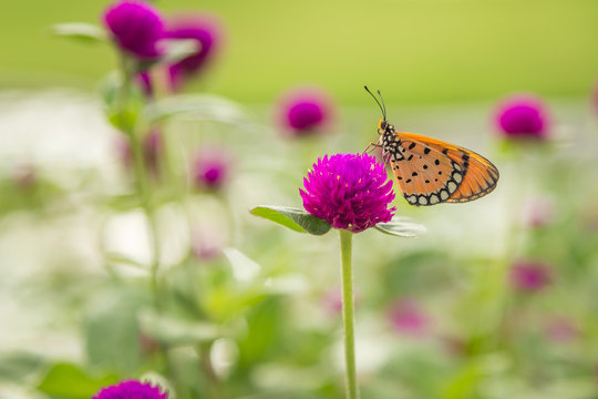 Butterfly On the Globe Amaranth Flower