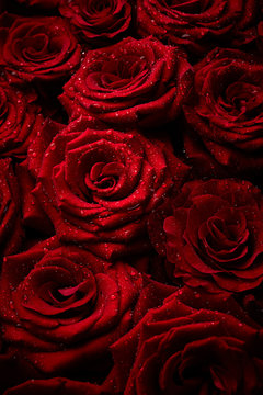 Fototapeta Roses with drops of water