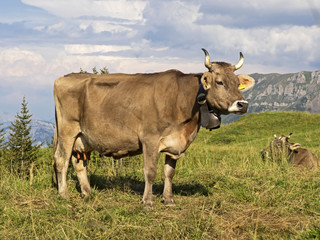 Brown Swiss, Schweizer Braunvieh